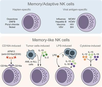 Frontiers | Cytokine-Induced Memory-Like NK Cells: From The Basics To ...